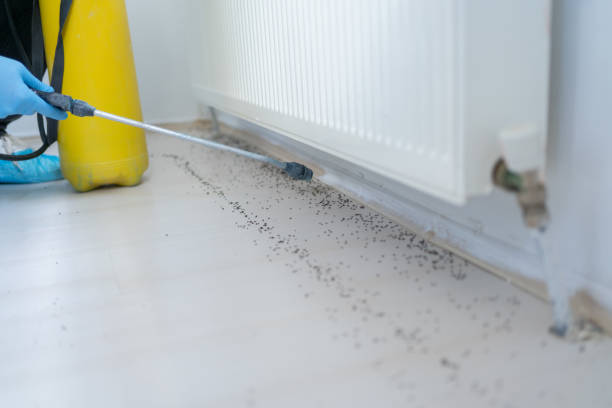 Wasp Removal Services in Hampton Bays, NY